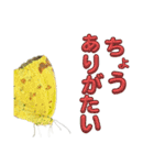 チョウのちょう〇〇スタンプ（個別スタンプ：9）
