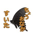 チョウのちょう〇〇スタンプ（個別スタンプ：10）