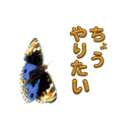 チョウのちょう〇〇スタンプ（個別スタンプ：12）