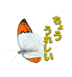 チョウのちょう〇〇スタンプ（個別スタンプ：13）