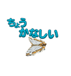 チョウのちょう〇〇スタンプ（個別スタンプ：14）