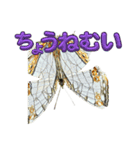 チョウのちょう〇〇スタンプ（個別スタンプ：15）