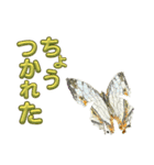 チョウのちょう〇〇スタンプ（個別スタンプ：16）