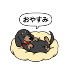 ミニチュアダックス(スムースブラックタン)（個別スタンプ：5）