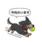 ミニチュアダックス(スムースブラックタン)（個別スタンプ：10）