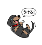 ミニチュアダックス(スムースブラックタン)（個別スタンプ：23）