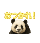 やさしいパンダの毎日（個別スタンプ：3）