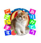 ねこまーち モコモコプリンセス（個別スタンプ：1）