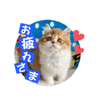 ねこまーち モコモコプリンセス（個別スタンプ：2）