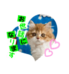 ねこまーち モコモコプリンセス（個別スタンプ：3）