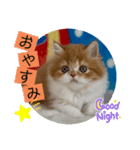 ねこまーち モコモコプリンセス（個別スタンプ：5）