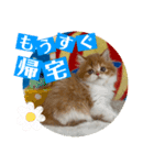 ねこまーち モコモコプリンセス（個別スタンプ：7）