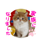 ねこまーち モコモコプリンセス（個別スタンプ：8）