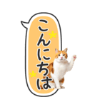ねこ写真❤たてにながーい★吹き出し★BIG（個別スタンプ：2）