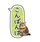 ねこ写真❤たてにながーい★吹き出し★BIG（個別スタンプ：3）