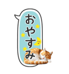 ねこ写真❤たてにながーい★吹き出し★BIG（個別スタンプ：4）