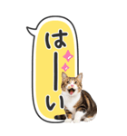 ねこ写真❤たてにながーい★吹き出し★BIG（個別スタンプ：6）