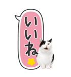 ねこ写真❤たてにながーい★吹き出し★BIG（個別スタンプ：7）