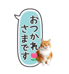 ねこ写真❤たてにながーい★吹き出し★BIG（個別スタンプ：9）