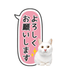 ねこ写真❤たてにながーい★吹き出し★BIG（個別スタンプ：10）