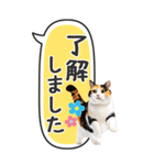 ねこ写真❤たてにながーい★吹き出し★BIG（個別スタンプ：11）