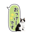 ねこ写真❤たてにながーい★吹き出し★BIG（個別スタンプ：12）