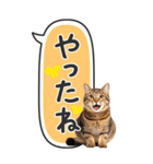 ねこ写真❤たてにながーい★吹き出し★BIG（個別スタンプ：13）