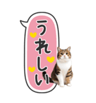 ねこ写真❤たてにながーい★吹き出し★BIG（個別スタンプ：14）
