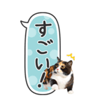 ねこ写真❤たてにながーい★吹き出し★BIG（個別スタンプ：15）
