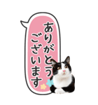 ねこ写真❤たてにながーい★吹き出し★BIG（個別スタンプ：17）