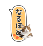 ねこ写真❤たてにながーい★吹き出し★BIG（個別スタンプ：19）