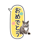 ねこ写真❤たてにながーい★吹き出し★BIG（個別スタンプ：20）