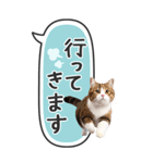 ねこ写真❤たてにながーい★吹き出し★BIG（個別スタンプ：21）