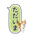 ねこ写真❤たてにながーい★吹き出し★BIG（個別スタンプ：23）
