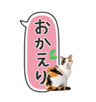 ねこ写真❤たてにながーい★吹き出し★BIG（個別スタンプ：24）