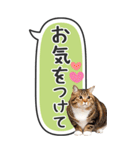ねこ写真❤たてにながーい★吹き出し★BIG（個別スタンプ：25）