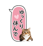 ねこ写真❤たてにながーい★吹き出し★BIG（個別スタンプ：26）