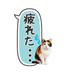 ねこ写真❤たてにながーい★吹き出し★BIG（個別スタンプ：27）