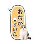 ねこ写真❤たてにながーい★吹き出し★BIG（個別スタンプ：28）