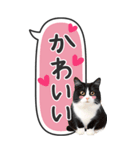 ねこ写真❤たてにながーい★吹き出し★BIG（個別スタンプ：29）