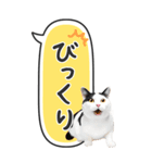 ねこ写真❤たてにながーい★吹き出し★BIG（個別スタンプ：30）