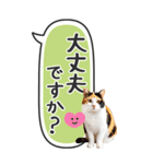 ねこ写真❤たてにながーい★吹き出し★BIG（個別スタンプ：34）