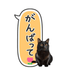 ねこ写真❤たてにながーい★吹き出し★BIG（個別スタンプ：37）