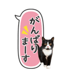 ねこ写真❤たてにながーい★吹き出し★BIG（個別スタンプ：38）