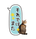ねこ写真❤たてにながーい★吹き出し★BIG（個別スタンプ：40）