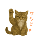 しぶねこ、ひげにゃん1（個別スタンプ：24）