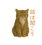 しぶねこ、ひげにゃん1（個別スタンプ：36）