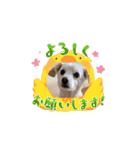 m4516（個別スタンプ：6）