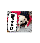 m4516（個別スタンプ：11）
