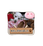 m4516（個別スタンプ：16）